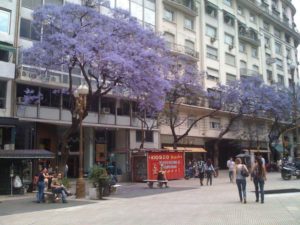 Purple jacaranda trees in bloom in Buenos Aires