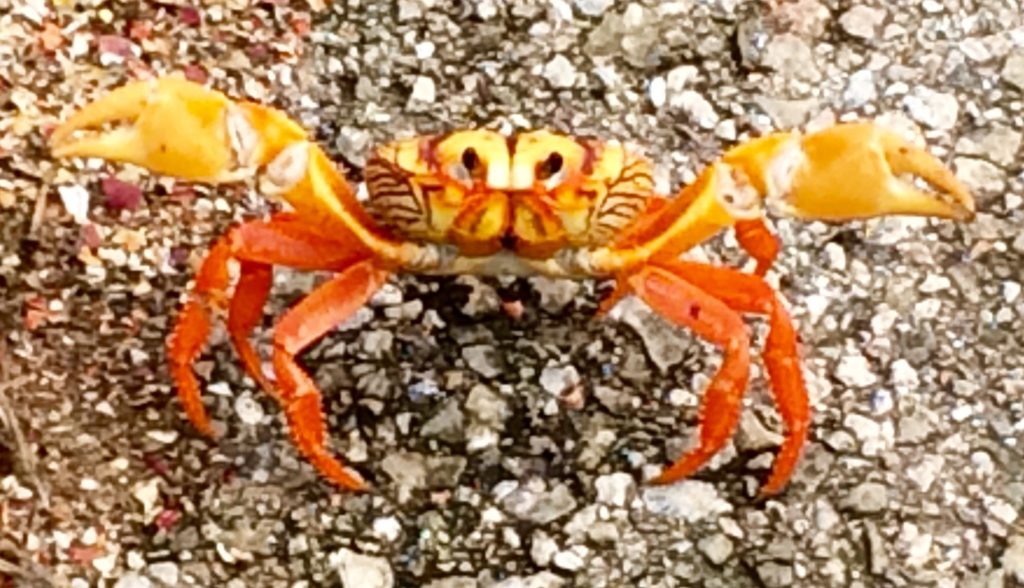 yellow and red crab on pavement