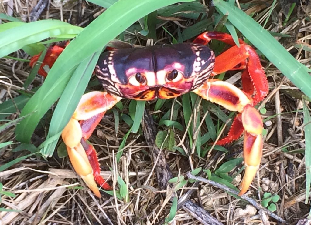 crab in the grass