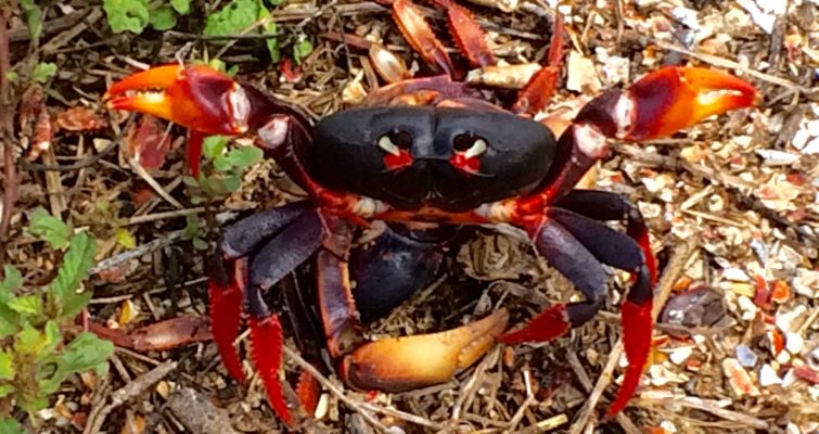 one crab steps over another