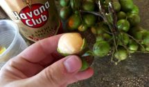 hand holding a mamoncillo fruit