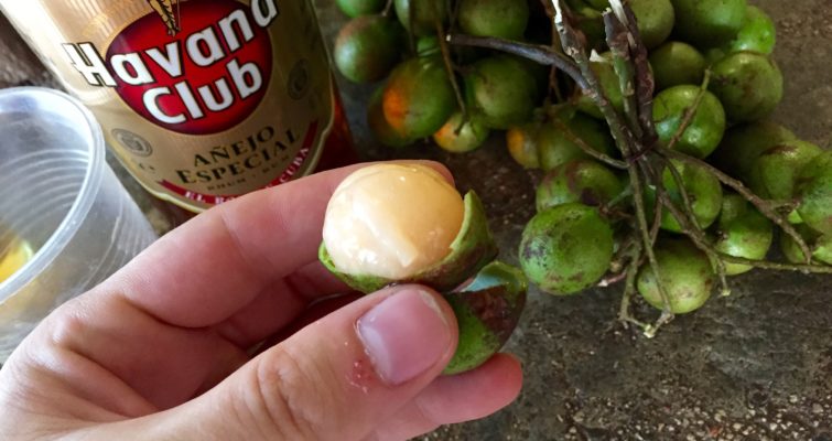 hand holding a mamoncillo fruit